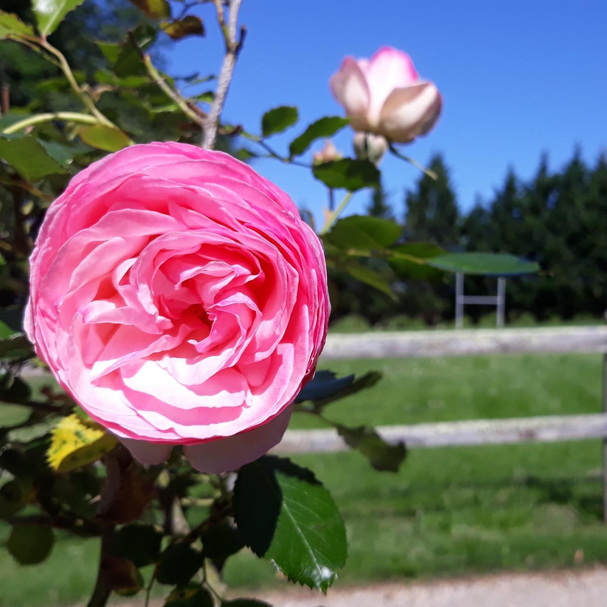 Roulotte Fleur des Champs Villa Sigalens Eksteriør billede